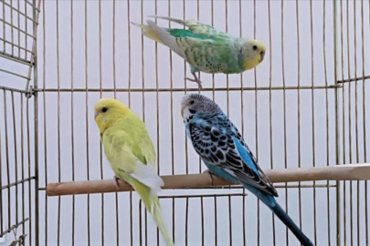 Petshoplarda yaban hayvanı satışı için ruhsat şartı