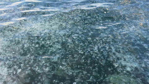 Üsküdar’da hayrete düşüren görüntü: Binlercesi kıyıya vurdu