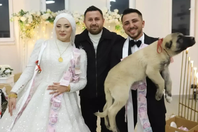 Düğünde büyük sürpriz! Damada takı olarak kangal hediye etti