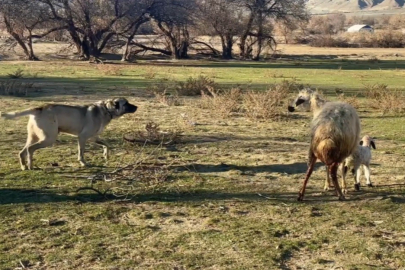 Anne koyun kuzusunu korumak için köpeğe karşı siper oldu