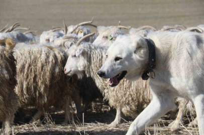 Ankara’nın kadim değeri tiftik keçisi yeniden gözde: Ayaş’ta 3 bin baş yetiştiriliyor