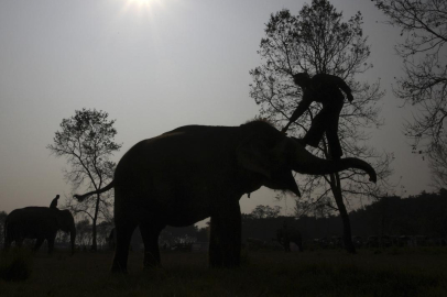 Hindistan'da filler 5 kişiyi öldürdü