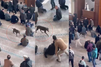 Başıboş pitbull camiye girdi, cemaat tedirgin oldu
