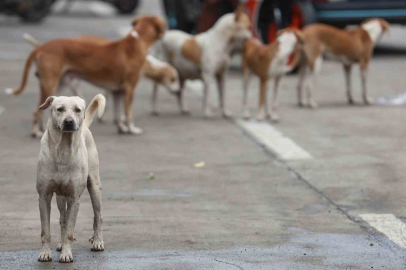 Bağdat’ta 19 binden fazla başıboş köpek itlaf edildi
