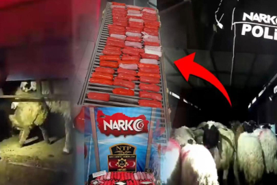 Bu kadarına da pes! Koyunların içine 54 kilo uyuşturucu saklamışlar