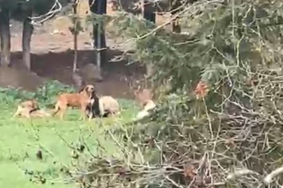 Derince'de başıboş köpek tepkisi: "30'a yakın köpek bir arada dolaşıyor"