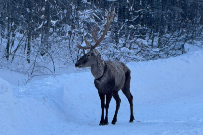 Beyaza bürünen doğada kızıl geyik sürprizi