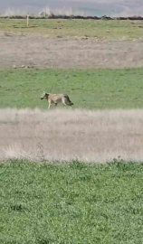 Ankara’da aç kalan kurtlar tarlalara indi