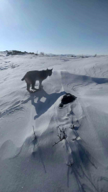 Karlıova’da nesli tükenme tehlikesi altındaki vaşak görüntülendi