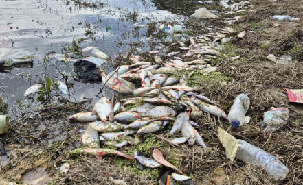 Eyüpsultan’da gölette yosun patlaması: Çok sayıda balık telef oldu