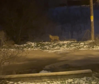 Başkentte kurt sürüsü görüldü