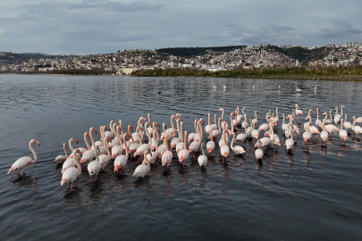 İzmit Körfezi'ne flamingo akını, sayıları katlandı