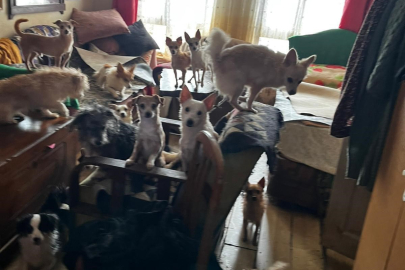 “Kapıyı Açan Şoke Oldu: Evden 38 Köpek, 17 Kedi Çıktı!”