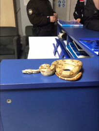 İzmir’de kafede yılanla gezdi, 12 bin lira ceza yedi