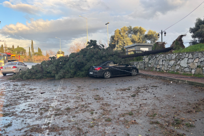 Gebze'de fırtınada iki otomobilin üzerine ağaç devrildi