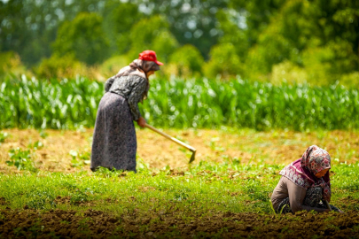 Kooperatif ve birliklere yüzde 75 hibeli tarımsal destek