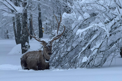 Karla kaplı Kartepe'de kızıl geyik güzelliği