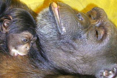 Çince ve İngilizce okuyabilen "dahi" şempanze Ai 49 yaşında öldü