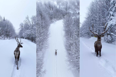 Karların arasında süzülen kızıl geyik havadan görüntülendi