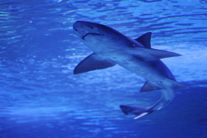 Avustralya'da 48 saat içinde dördüncü köpekbalığı saldırısı