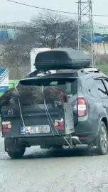 Ölü domuzu aracın arkasında taşıdılar