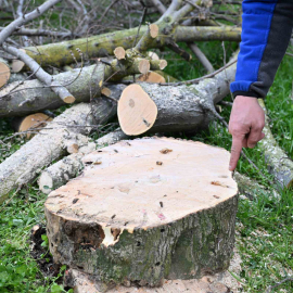 Gaziosmanpaşa’da teke böceği ile mücadele kapsamında yeşil dönüşüm