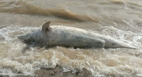 Ayvacık sahiline ölü yunus balığı vurdu