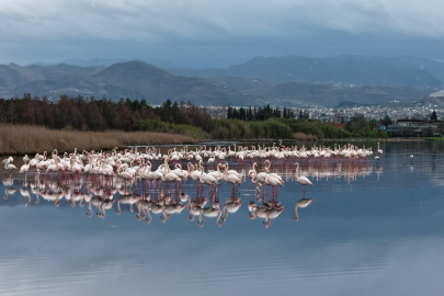 İzmit Körfezi'nde allı turna güzelliği