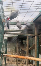 İstanbul Havalimanı’nda 20 adet Afrika gri papağanı ele geçirildi