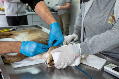 Ağır yaralı bulunan saz kedisi, sağlıklı şekilde doğaya salındı