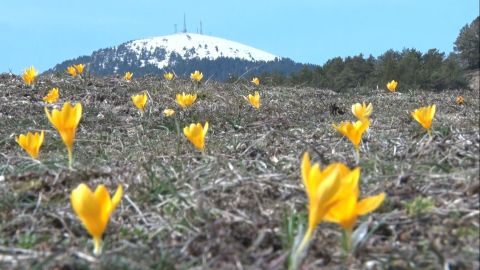 Baharın müjdecisi ‘çiğdemler’ çiçek açtı