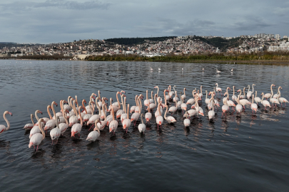 İzmit Körfezi'nde çamur gitti, allı turnaların sayısı ikiye katlandı
