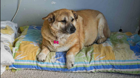 13 yaşındaki obez köpek ’Kız’, yürüyüş yaparak zayıflıyor