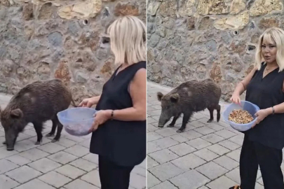 Safiye Soyman kapısına dayanan domuzu elleriyle besledi