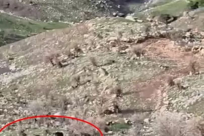 Domuzlar koyun sürüsüne saldırdı, çoban köpeği kovaladı
