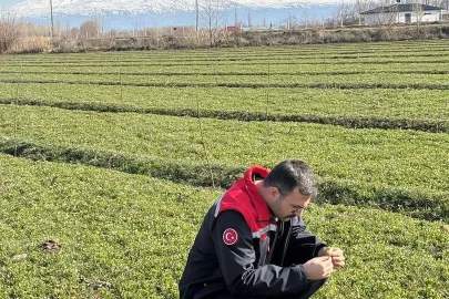 Iğdır’da yonca tarlalarında yonca hortumlu böceği ile mücadele
