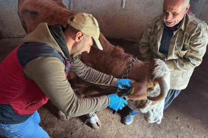Tunceli’de şap aşılama kampanyası sürüyor
