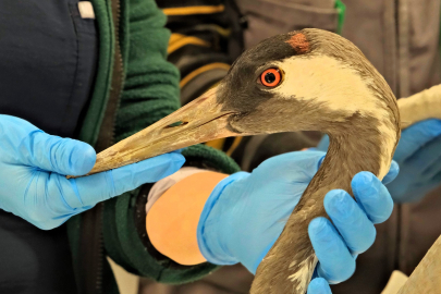 Göç yolunda yaralanan bayağı turnanın tedavisi Ormanya'da sürüyor