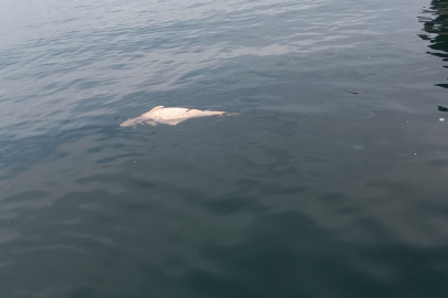 Kocaeli'de kıyıya sürüklenen ölü yunus görüntülendi