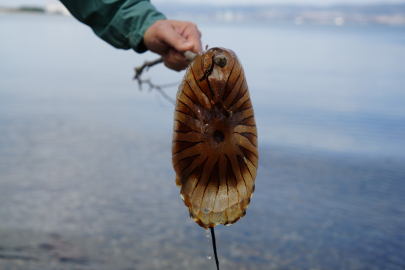 İzmit Körfezi’nde Denizanası Alarmı: Sayıları Artıyor, Uzmanlar Uyarıyor!