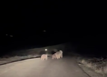 Kış uykusundan uyanan ayı ve yavruları yemek ararken görüntülendi