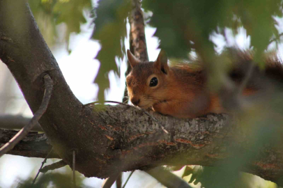 Kızıl sincap piknikçilerin neşesi oldu