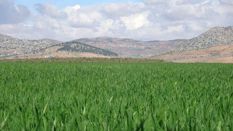 Yağışlar buğday üreticisinin yüzünü güldürdü