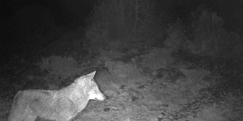 Kütahya’da yaban hayatı fotokapana takıldı