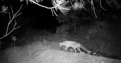 Karabük’te fotokapan yaban hayatını gözler önüne serdi