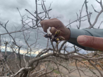 Kar ve yağmur bereketi: Antep fıstığında kuraklık endişesi geçti