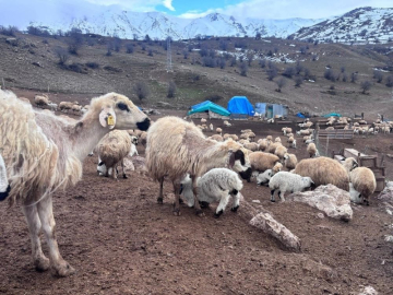 Bayburt’ta küçükbaş hayvancılığa destek başvuruları sürüyor