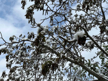 Çorum için zirai don uyarısı