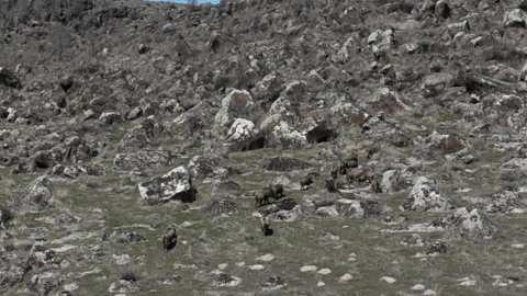 Adilcevaz’da domuzlar çiftçileri bezdirdi