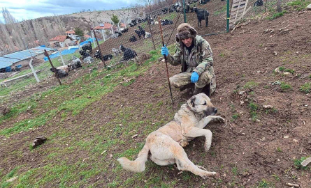 Sürünün muhafızı çoban köpekleri, çobanlara can dostu oluyor